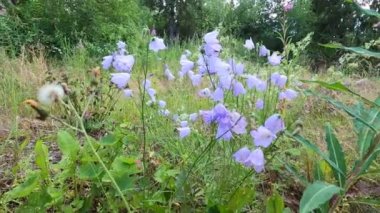 Pembe tonda güzel çiçekler. Çiçekler bir ormanda yetişir..