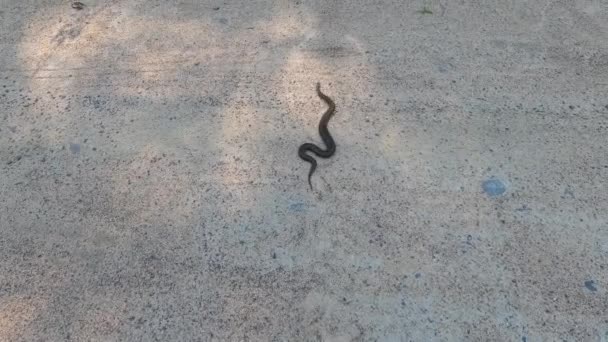 Une Vipère Noire Rampant Long Route Vipère Est Serpent Dangereux — Video