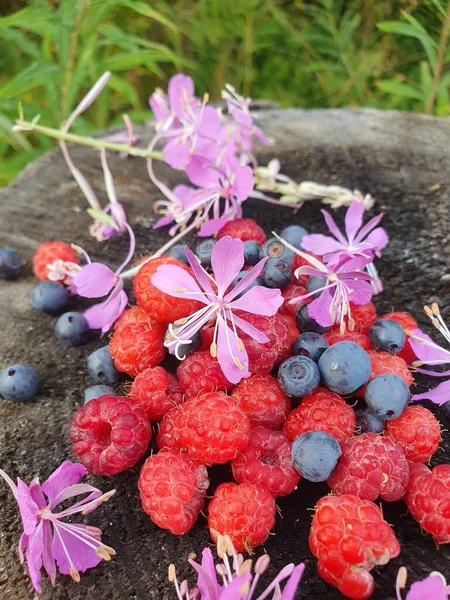 Ahududu ve yabanmersini ve çay çiçeği yaprakları. Çilek taze, çalılıktan yeni koparılmış..