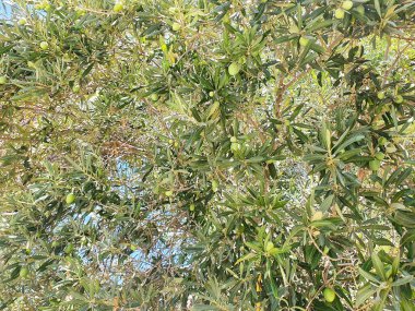 Zeytin ağacının yeşil meyveleri. Meyveler büyüktür ve sıcak yaz güneşinde yakında olgunlaşacaktır..