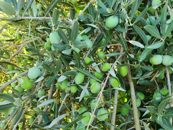 Ağaç dalında birkaç büyük yeşil zeytin. Meyveler büyüktür ve sıcak yaz güneşinde yakında olgunlaşacaktır..