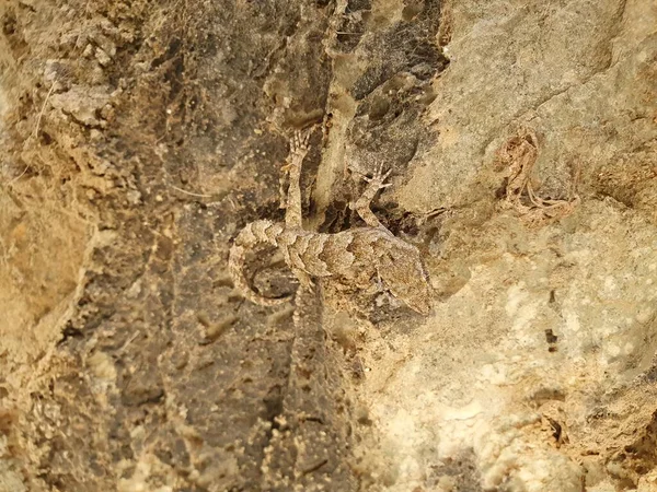 小さな爬虫類が石の上に座っている 爬虫類は夏の日差しの中で日光浴をしています — ストック写真