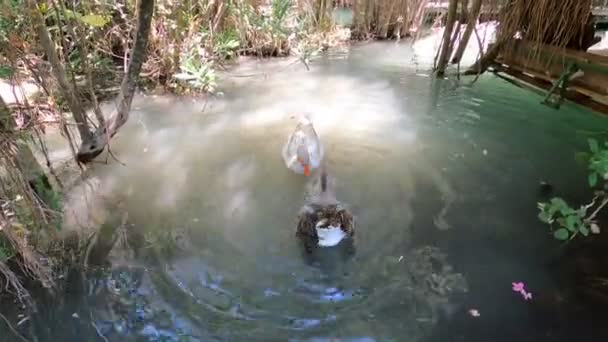 Quelques Oies Nagent Dans Étang Propre Belle Volaille Qui Aime — Video