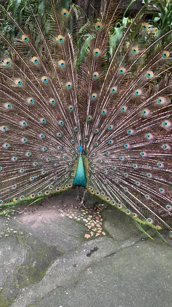 Peacock with iridescent blue and green feathers spreading tail on natural stone ground creating a striking and colorful display in outdoor setting ideal for wildlife and nature content.