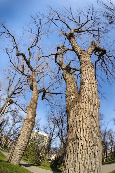 Spring sky and bare trees — Stock Photo, Image