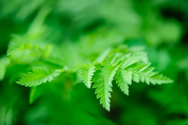 Green spring leaves macro — Stock Photo, Image