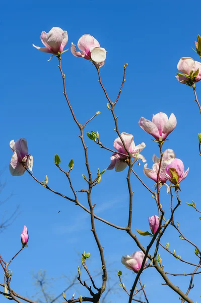 봄 목련 꽃 — 스톡 사진