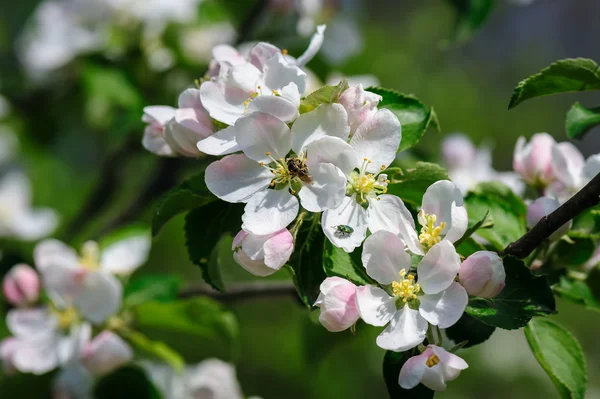 Blooming apple flower — Stock Photo, Image