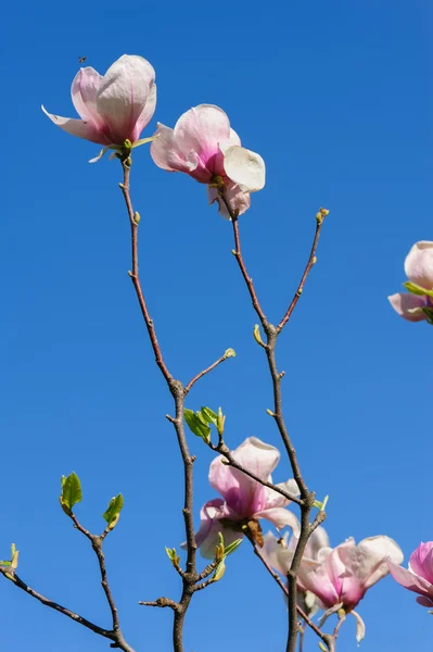 Printemps Magnolia fleurs — Photo