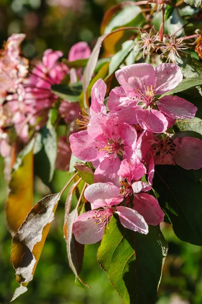 피 파라다이스 사과 꽃 — 스톡 사진
