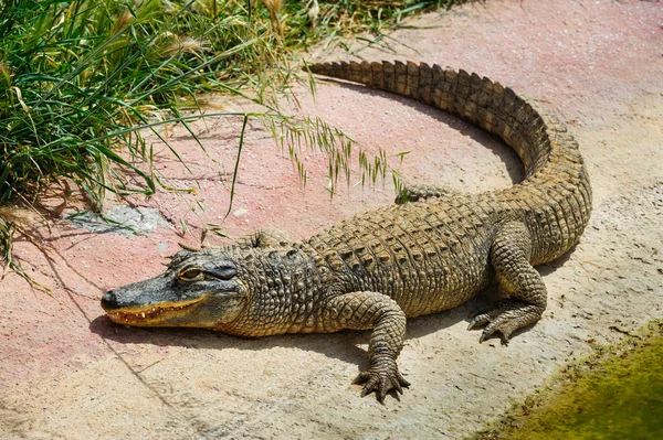 Аллигатор или крокодил в зоопарке — стоковое фото