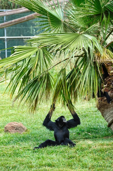 Gibão preto no zoológico — Fotografia de Stock