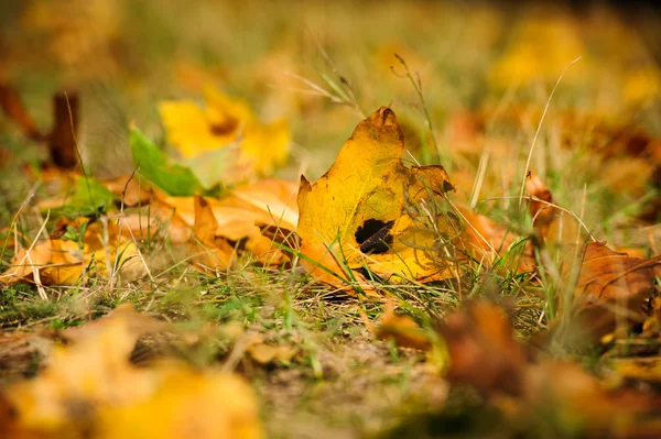 Das Herbstgras und das trockene Laub — Stockfoto