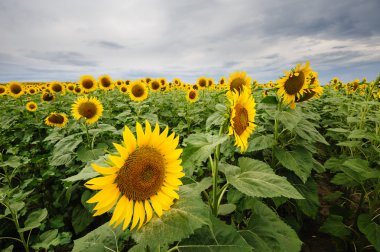 Çiçek açan ayçiçeği tarlası
