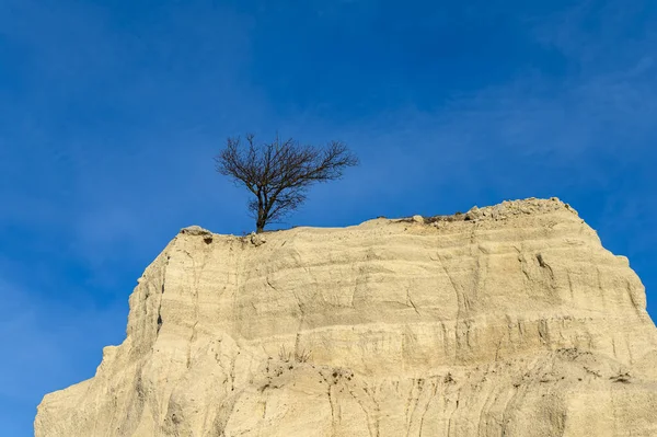 悬崖峭壁顶上的一棵独立的树 — 图库照片