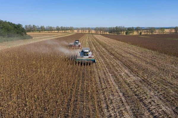 Harvesting of sunflower seeds — Stock Photo, Image