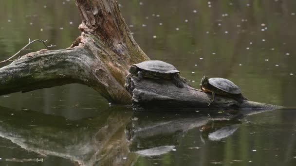 Göl kaydırıcıları, nam-ı diğer Kızıl Kulaklı Terrapin Kaplumbağaları - Trachemys betik zarifleri — Stok video