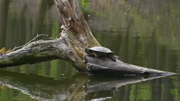 Controles deslizantes de lagoa AKA Red Eared Terrapin Turtles - Trachemys scripta elegans — Vídeo de Stock