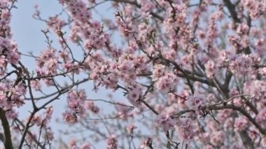 Moldova 'da bahar mevsiminde şiddetli rüzgârda çiçek açan badem ağacı pembe çiçeklerinin yavaş çekim görüntüleri