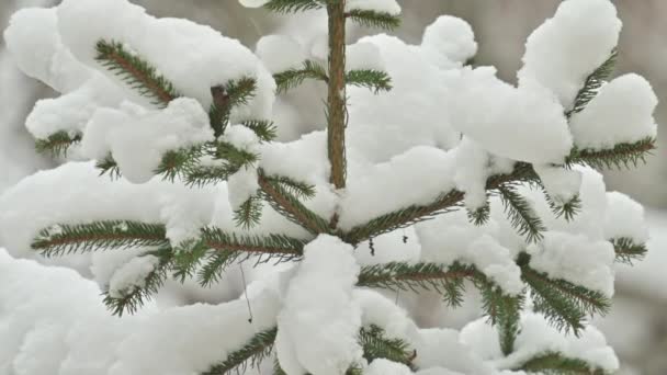 Snöfall i vinterskogen, snötäckta träd grenar — Stockvideo