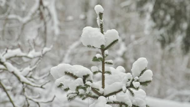 Floresta de neve no inverno, árvores cobertas de neve ramos — Vídeo de Stock