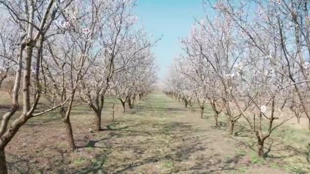 A través de un callejón de almendros florecientes con flores rosadas con fuerte viento durante la primavera en Moldavia — Vídeo de stock