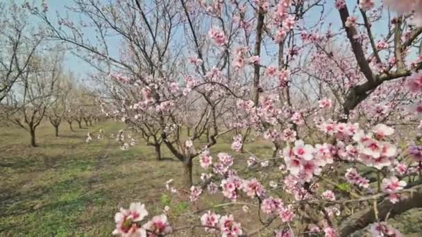Wiersz kwitnących drzew migdałowych z różowymi kwiatami przy silnym wietrze wiosną w Mołdawii — Wideo stockowe