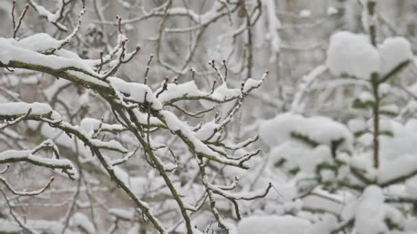 겨울 삼림의 눈덮인 나뭇가지 — 비디오