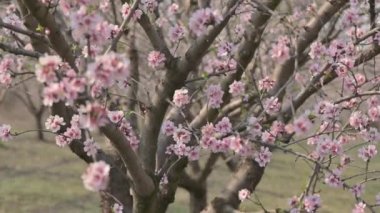 Moldova 'da bahar mevsiminde şiddetli rüzgârda çiçek açan badem ağacı pembe çiçeklerinin yavaş çekim görüntüleri