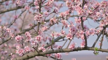 Moldova 'da bahar mevsiminde şiddetli rüzgârda çiçek açan badem ağacı pembe çiçeklerinin yavaş çekim görüntüleri