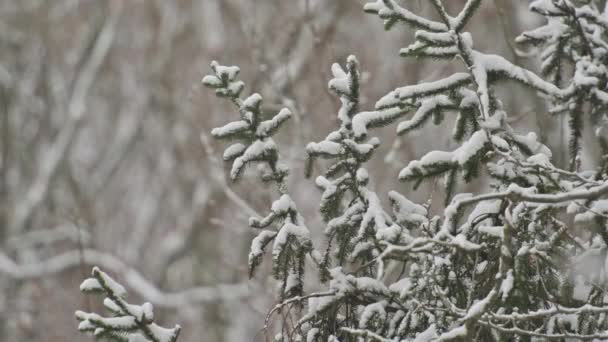 Floresta de neve no inverno, árvores cobertas de neve ramos — Vídeo de Stock