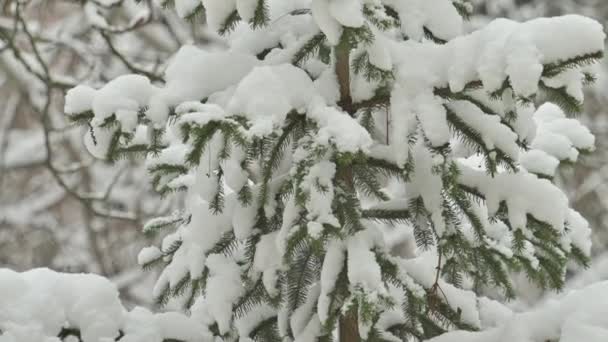 Floresta de neve no inverno, árvores cobertas de neve ramos — Vídeo de Stock