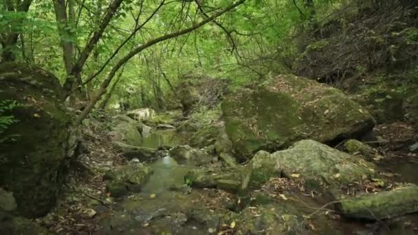 Agua corriente en la garganta de Bechirs cerca de Soroca, Moldavia — Vídeos de Stock