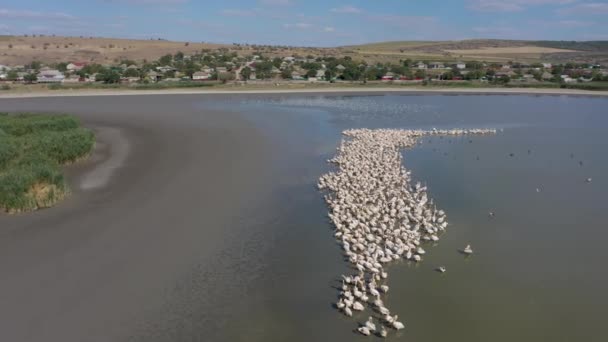 Pelikansk koloni vid Besalma sjö i Moldavien — Stockvideo