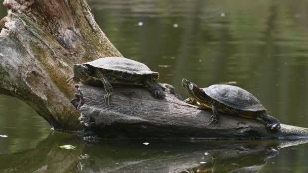 Slider stagno AKA Red Eared tartarughe rapine - Trachemys scripta elegans — Video Stock