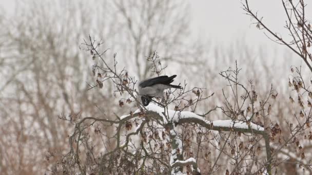 Pájaro cuervo gris en la rama del árbol en el bosque o parque nevado de invierno — Vídeos de Stock