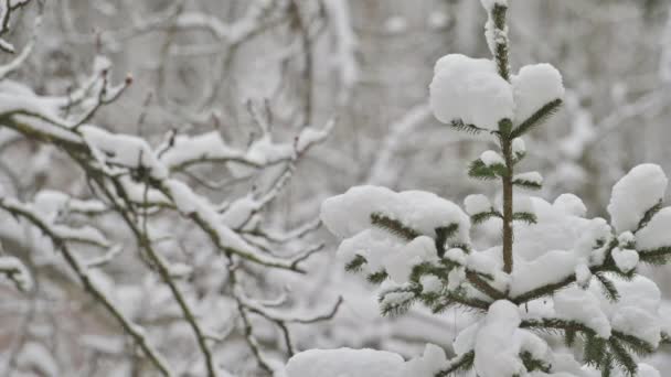 Sneeuwval in het winterbos, met sneeuw bedekte takken — Stockvideo