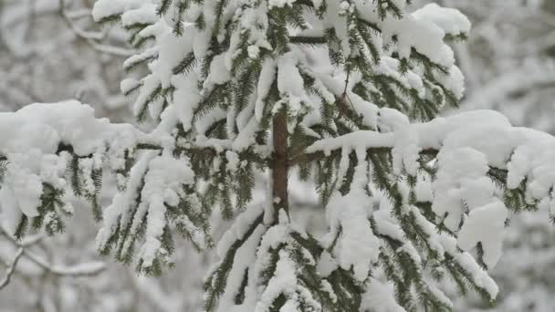 Nieve en el bosque de invierno, árboles cubiertos de nieve ramas — Vídeos de Stock