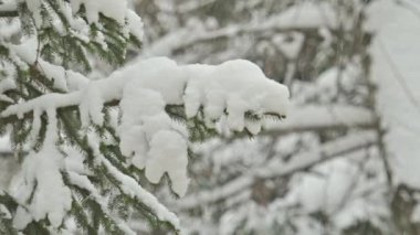 Kış ormanlarında kar yağar, ağaçlar karla kaplanır.