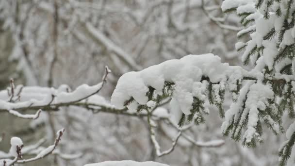 Снігопад в зимовому лісі, гілки покритих снігом дерев — стокове відео