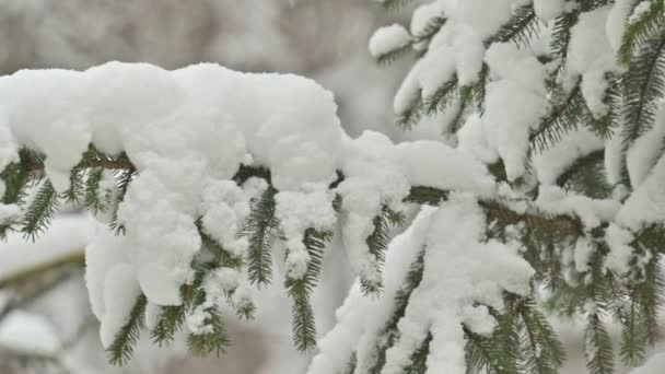 雪落在冬季的森林里，积雪覆盖着树枝 — 图库视频影像
