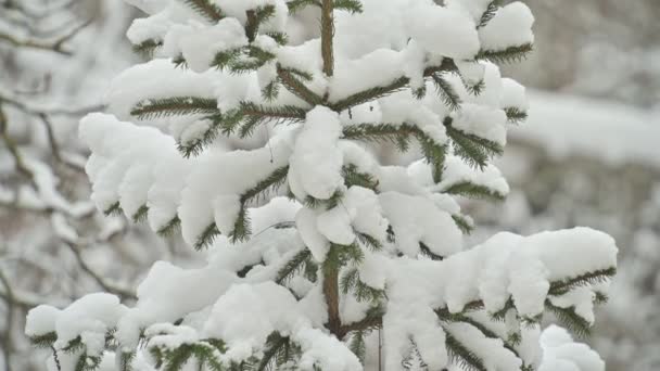 Śnieg w zimowym lesie, pokryte śniegiem gałęzie drzew — Wideo stockowe