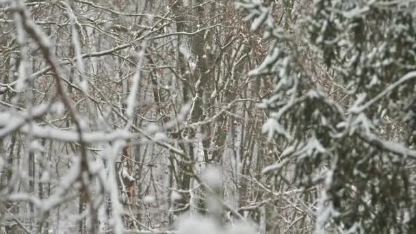 Floresta de neve no inverno, árvores cobertas de neve ramos — Vídeo de Stock