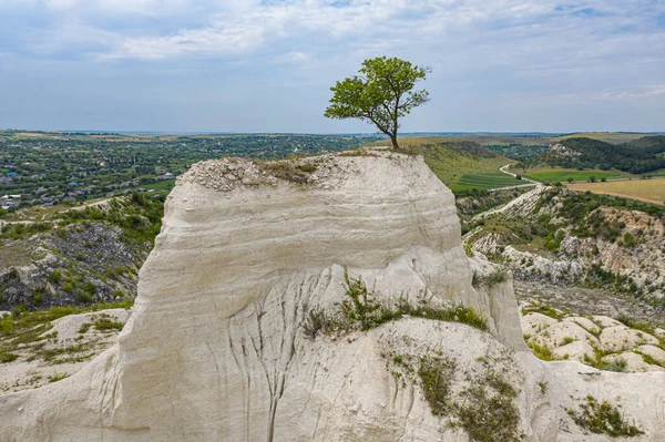 Pohon kesepian di tambang batu kapur di Moldova — Stok Foto