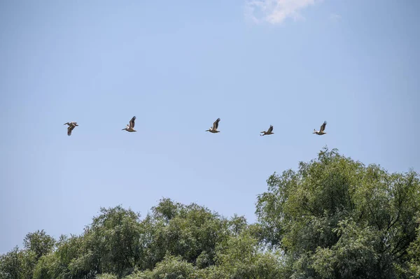Pelikany lecące nad drzewami na błękitnym niebie — Zdjęcie stockowe