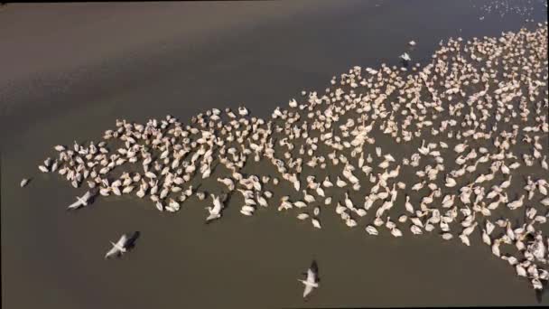 Kolonia pelikanów nad jeziorem Besalma w Mołdawii — Wideo stockowe