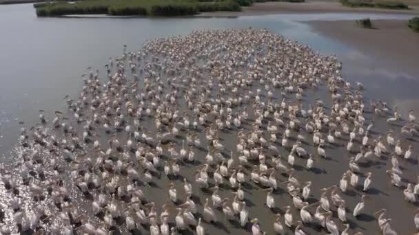 摩尔多瓦Besalma湖中的鹈鹕群 — 图库视频影像
