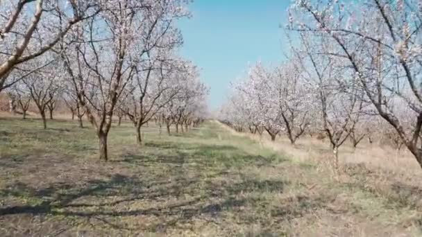 Przez aleję kwitnących drzew migdałowych z różowymi kwiatami przy silnym wietrze wiosną w Mołdawii — Wideo stockowe