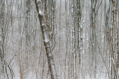Ağaçları karla kaplı kış ormanı