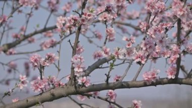 Moldova 'da bahar mevsiminde şiddetli rüzgârda çiçek açan badem ağacı pembe çiçeklerinin yavaş çekim görüntüleri